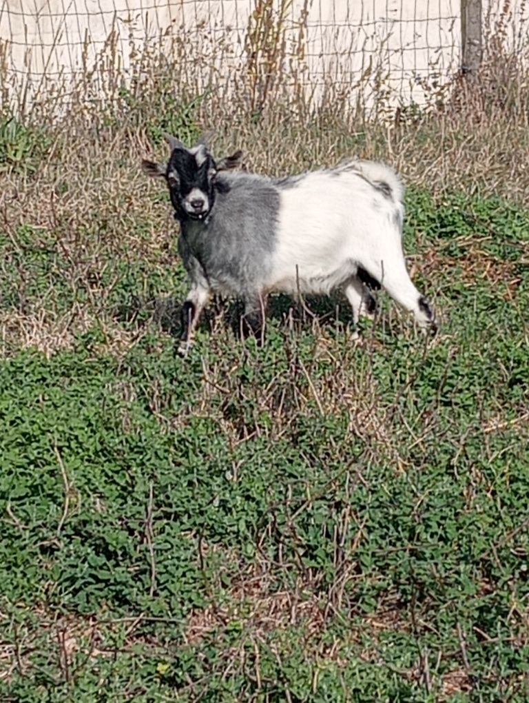 Cabrito anão 7 meses