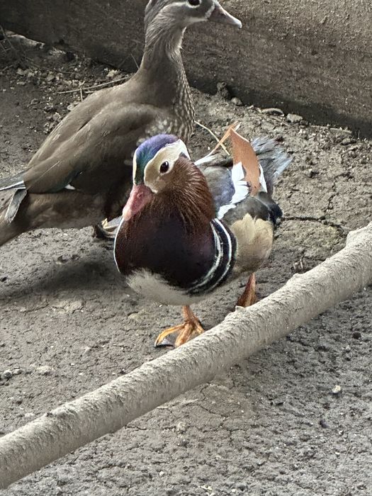 Pato mandarim nascido este ano