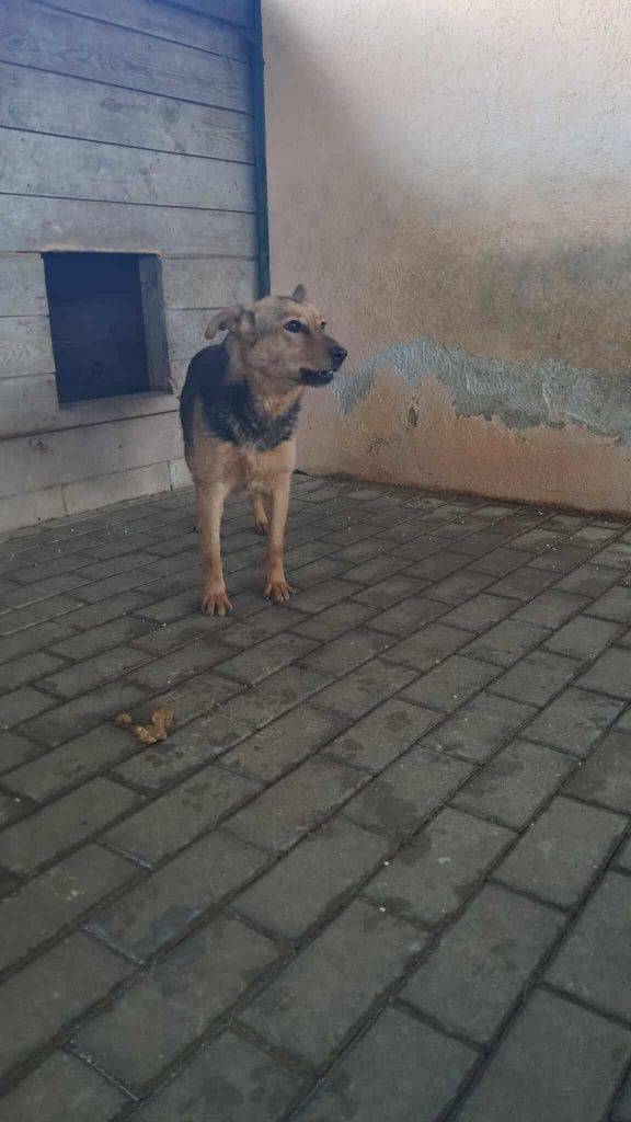 Wiki do pilnej adopcji!