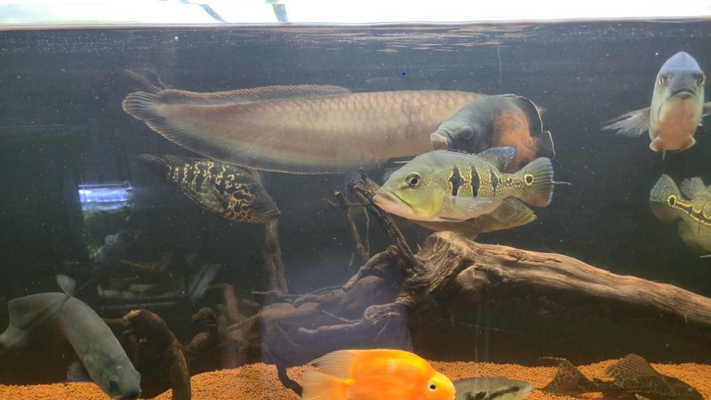 Arowana BLACK exemplar unico 45/50cm