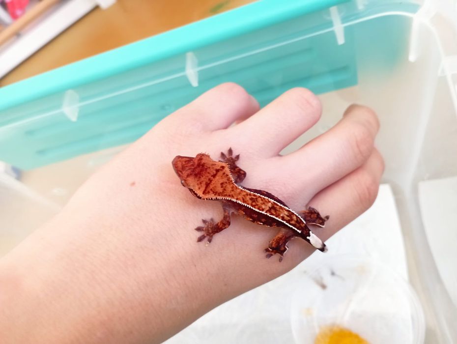 Sprzedam gekona orzęsionego