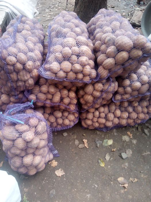 Продам картоплю нічим не оброблену