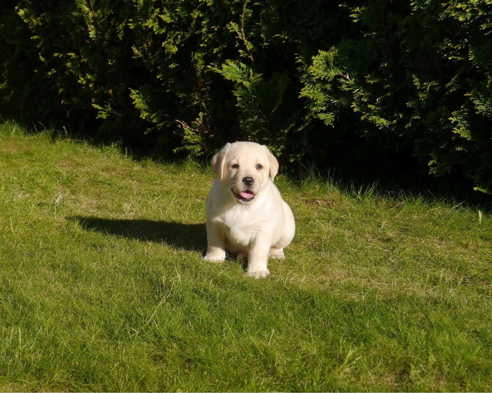 Labrador retriever - Biszkoptowa suczka  z rodowodem [ FCI ]