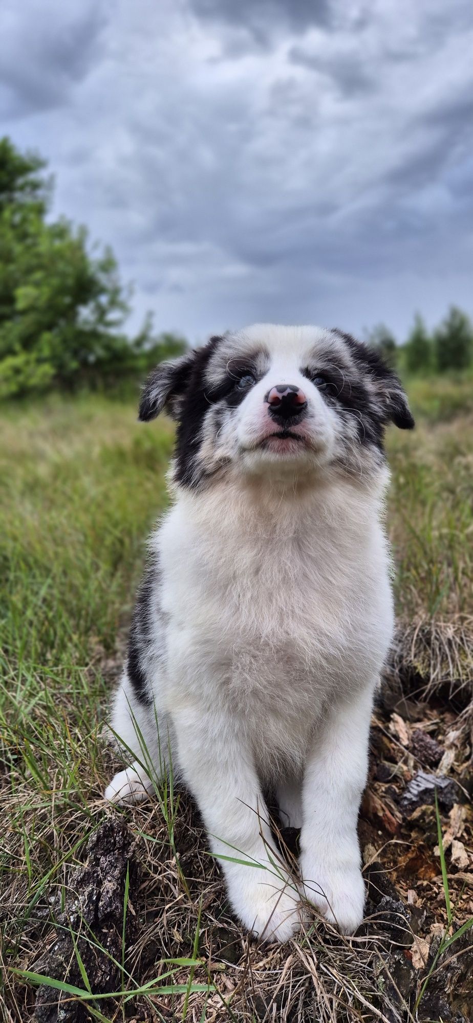 Suczka border collie