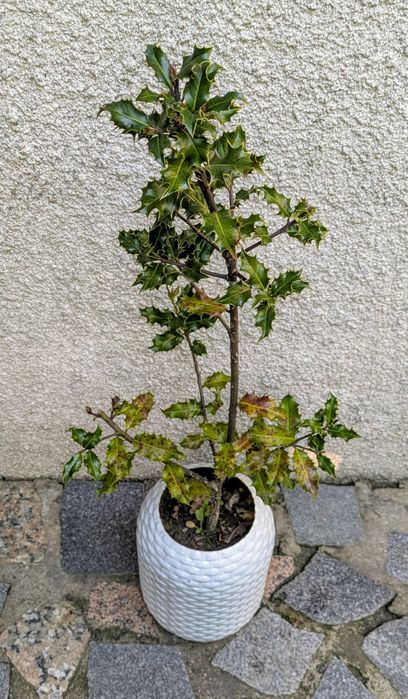 Plantas , catos, suculentas, protea, leucadendro
