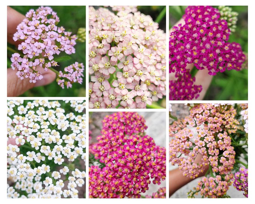 Рудбекия многолетняя махровая тысячелистник хризантемы