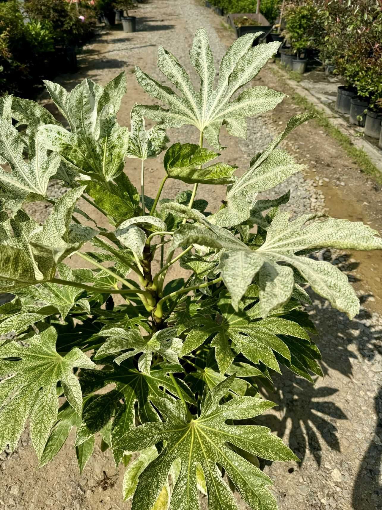 Fatsia japonica 'Spider's Web, Facja japońska, 40-60cm, 100-120cm