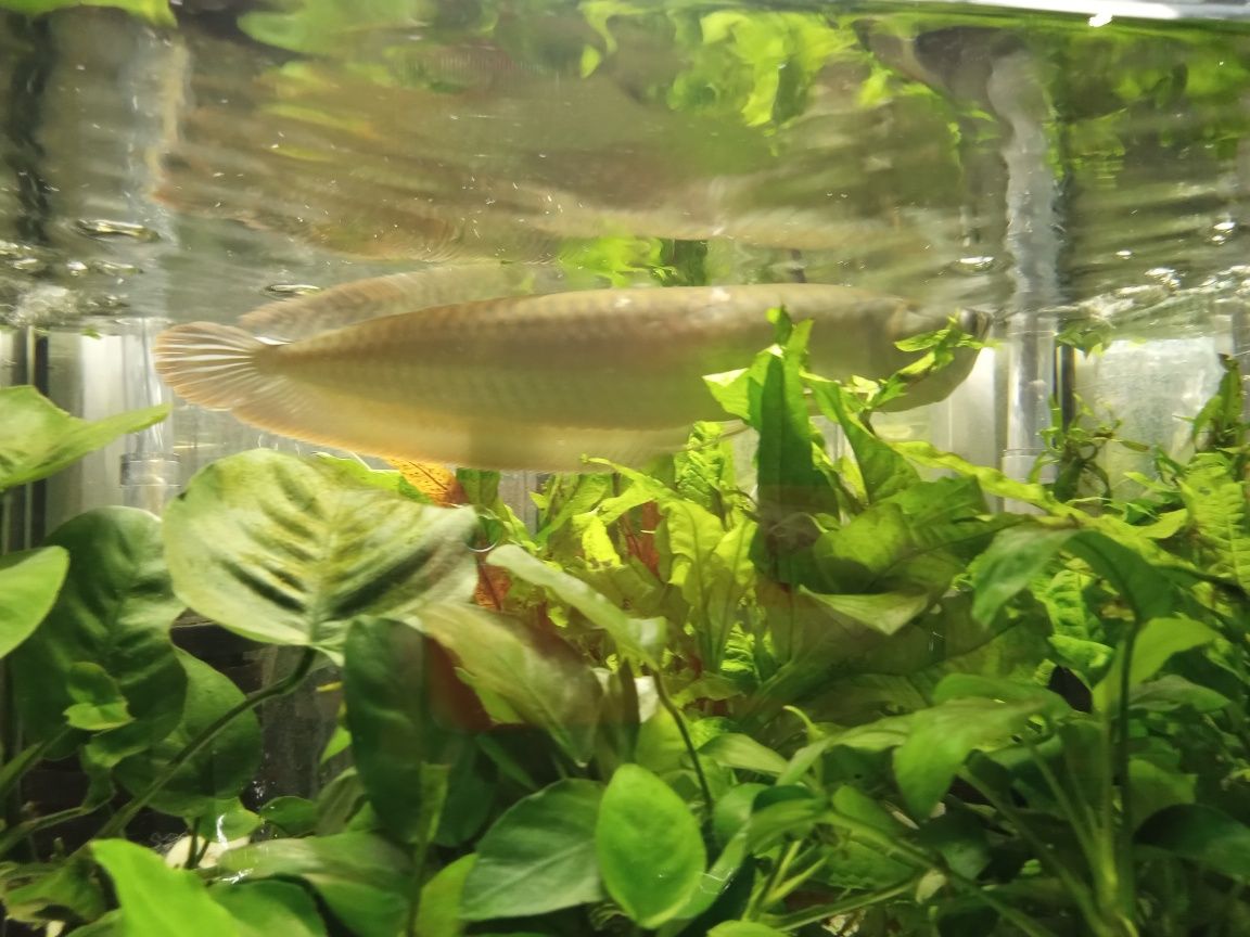Arowana Tina Zoo Jasna