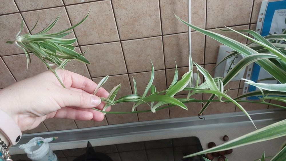 Kwiat zielistka sadzonki