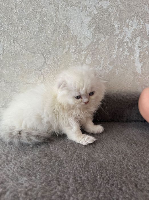 Дівчинка британська шиншила