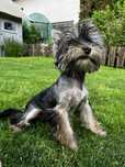 York yorki shire terrier piękny piesek