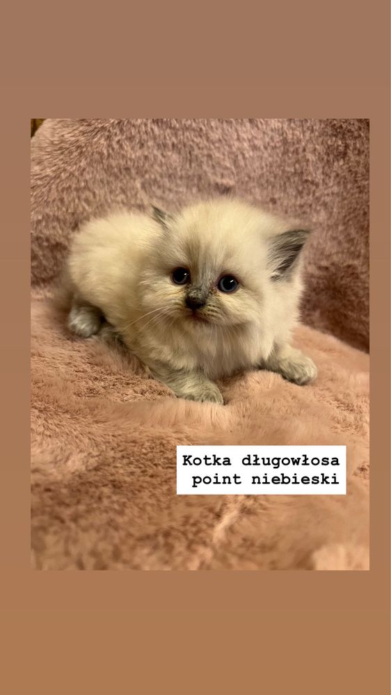 Kot Brytyjski Point Liliowy/ Niebieski