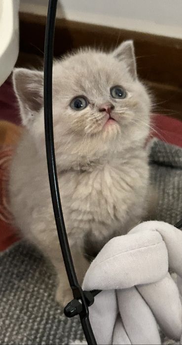 Kocię Brytyjskie, Kot Brytyjski - do rezerwacji