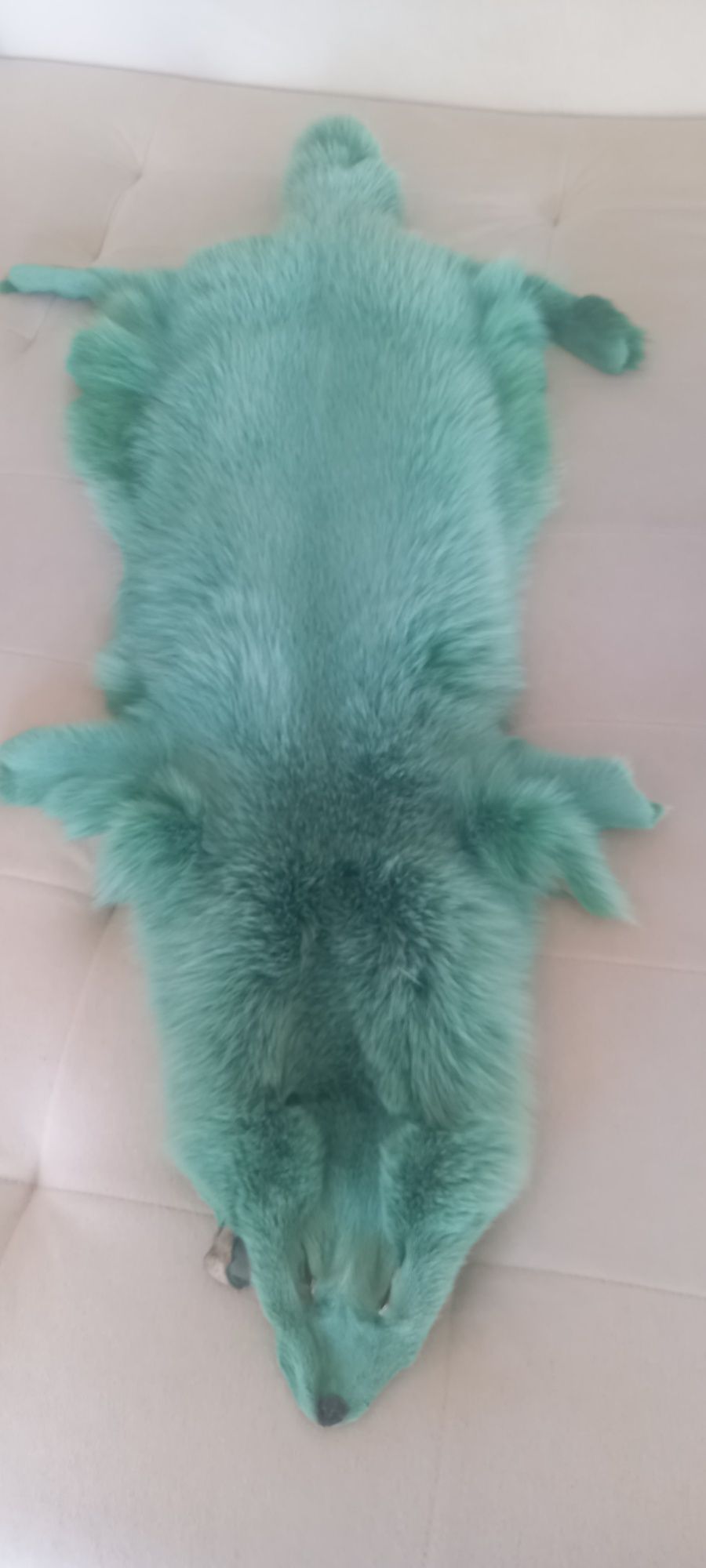 Pele de raposa verdadeira