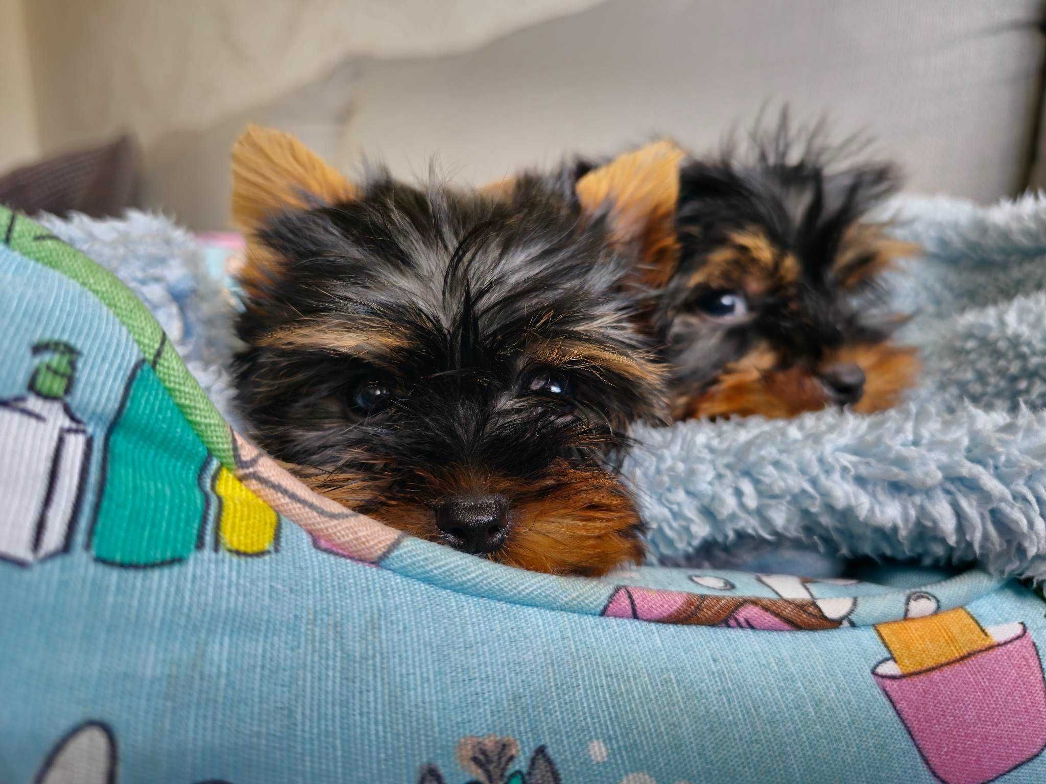 Piesek Yorkshire Terrier Miniaturka z Rodowodem