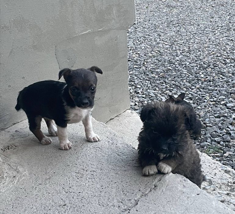 Безпородні собачки Шукають власника