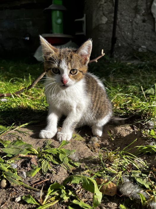 Porzucone!! Trzy milusińskie kotki szukają kochajacego domu