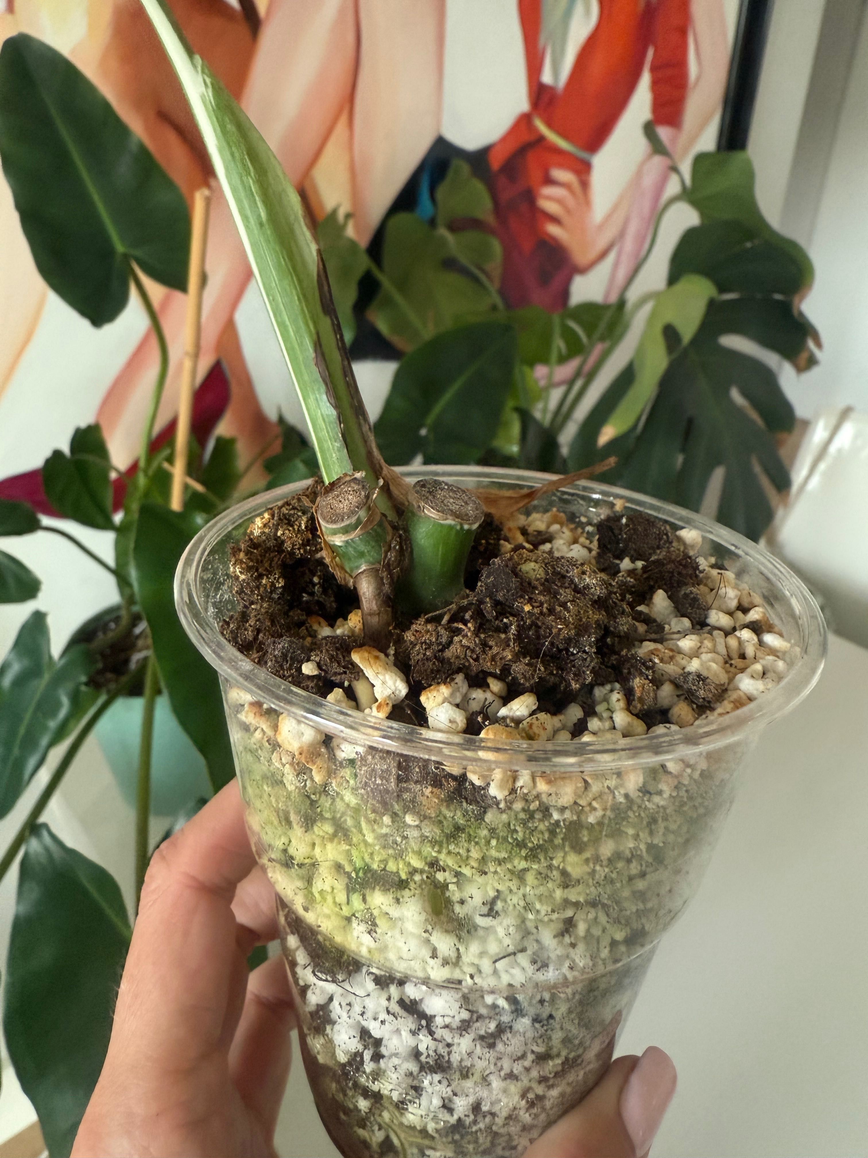Monstera variegata- ukorzeniona sadzonka pędowa