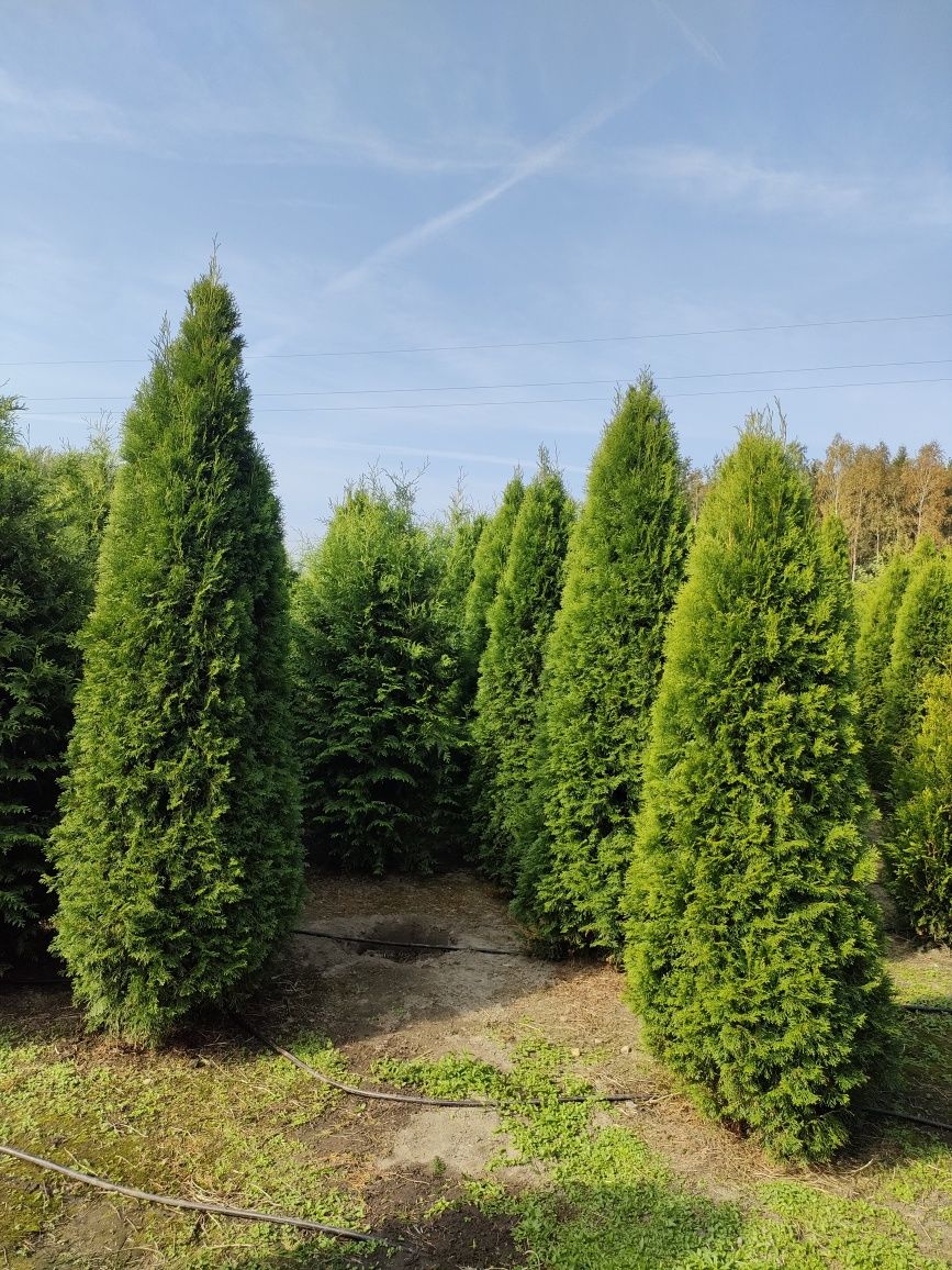 PROMOCJA TUJE z gruntu SZMARAGD 200 - 240 cm - TUJA stożkowa - 60 zł.
