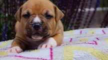 Echo- mocny, rudy samiec Amstaff z rodowodem ZKwP/FCI do rezerwacji