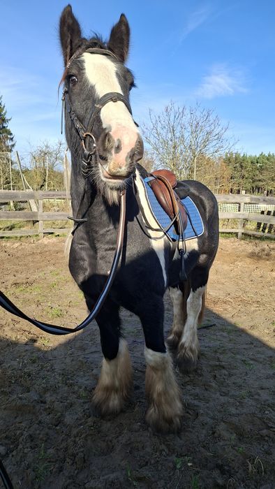 Ogier tinker stanówka