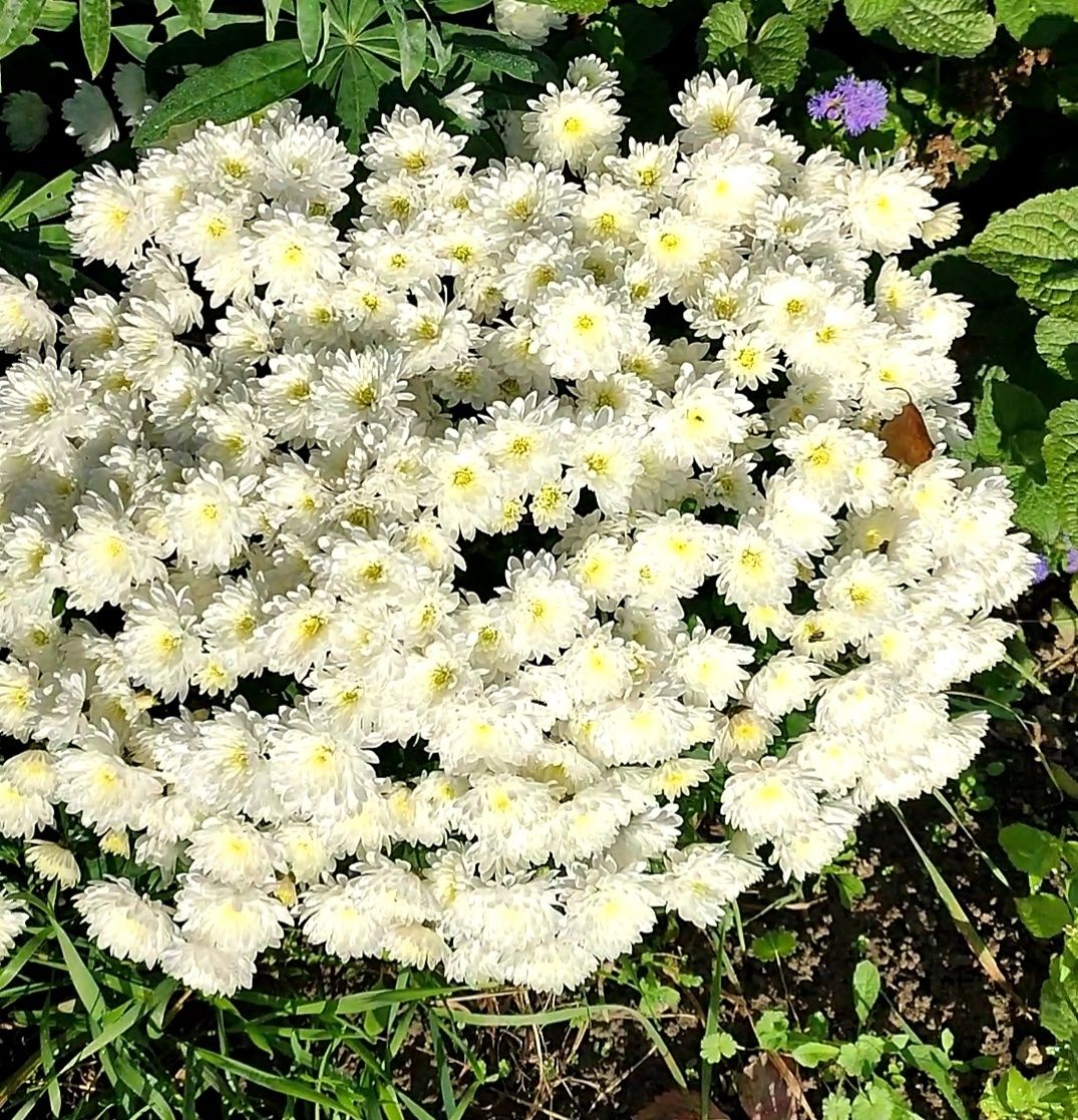 Хризантема шаровидна маточні білі  великі кущі
