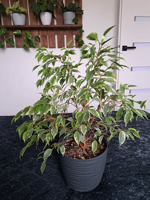 Ficus Benjamina Golden King