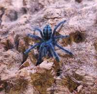 Caribena laeta (ex. Avicularia) L4