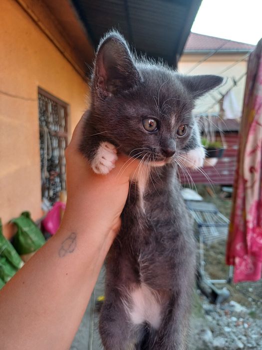 Віддам кошенят у добру люблячу сім'ю