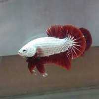 Betta Red Dragon (Casal)