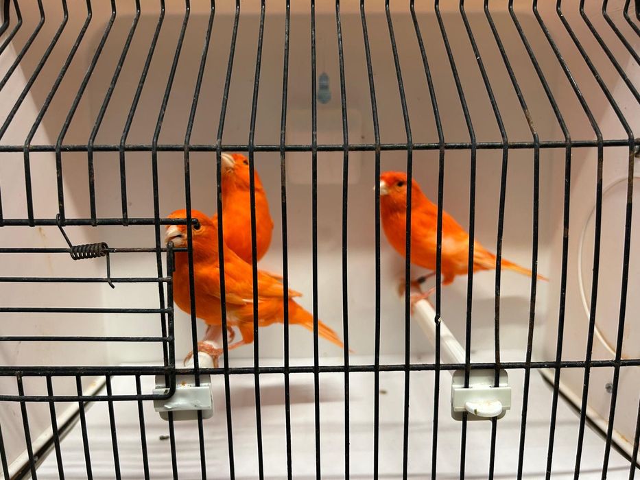 Canários vermelhos