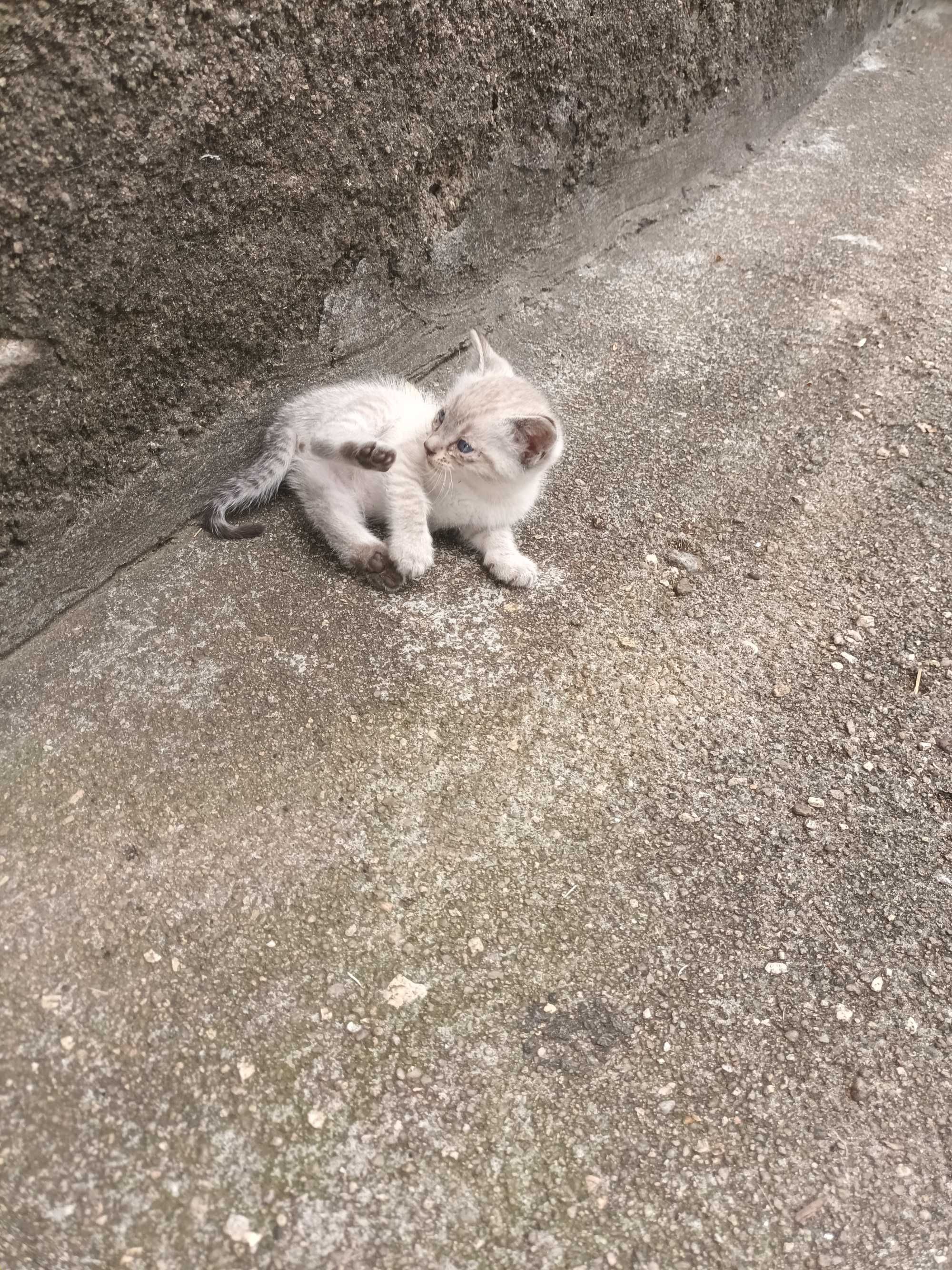 Gatinhos siames so temos mais 1 foro