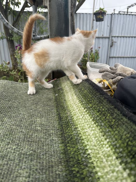 Котик,киця,кошеня