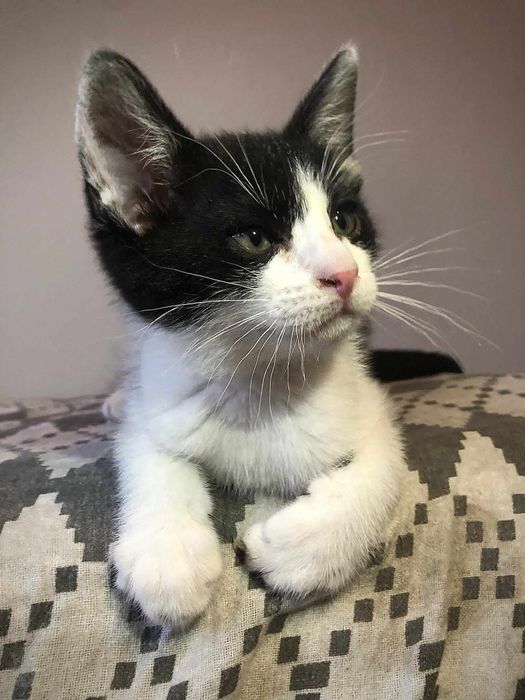 Słodziak Stasio poleca się do adopcji!