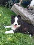 Piesek Border Collie