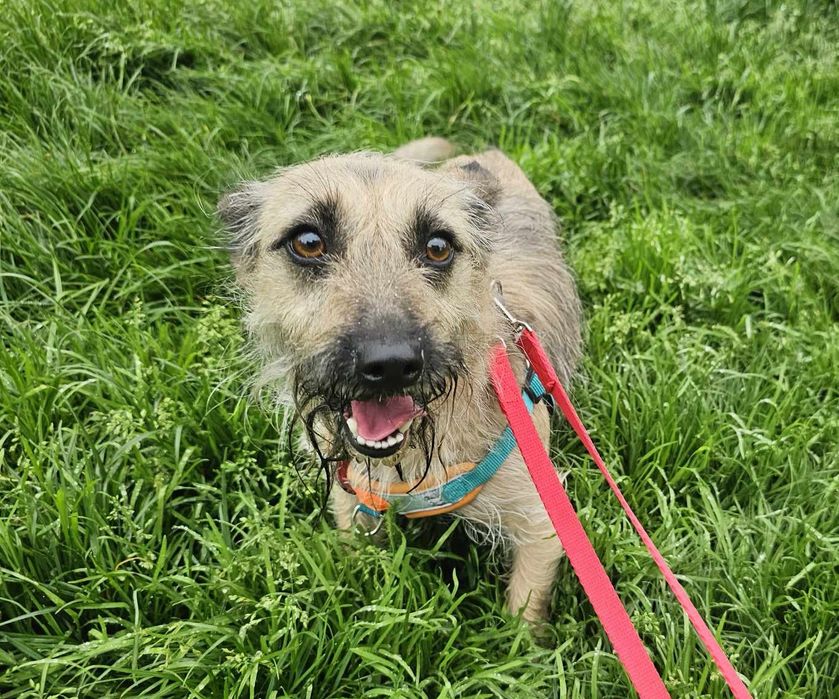 Malutka 6kg sunia szuka domu