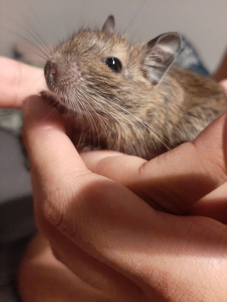 Koszatniczki (Degu)