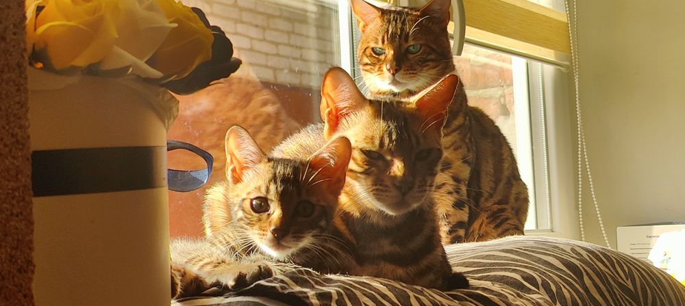 Бенгальська кішка, кошеня бенгала 3міс хлопчик