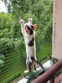 Siatka dla kota na balkon na gołębie warszawa montaż