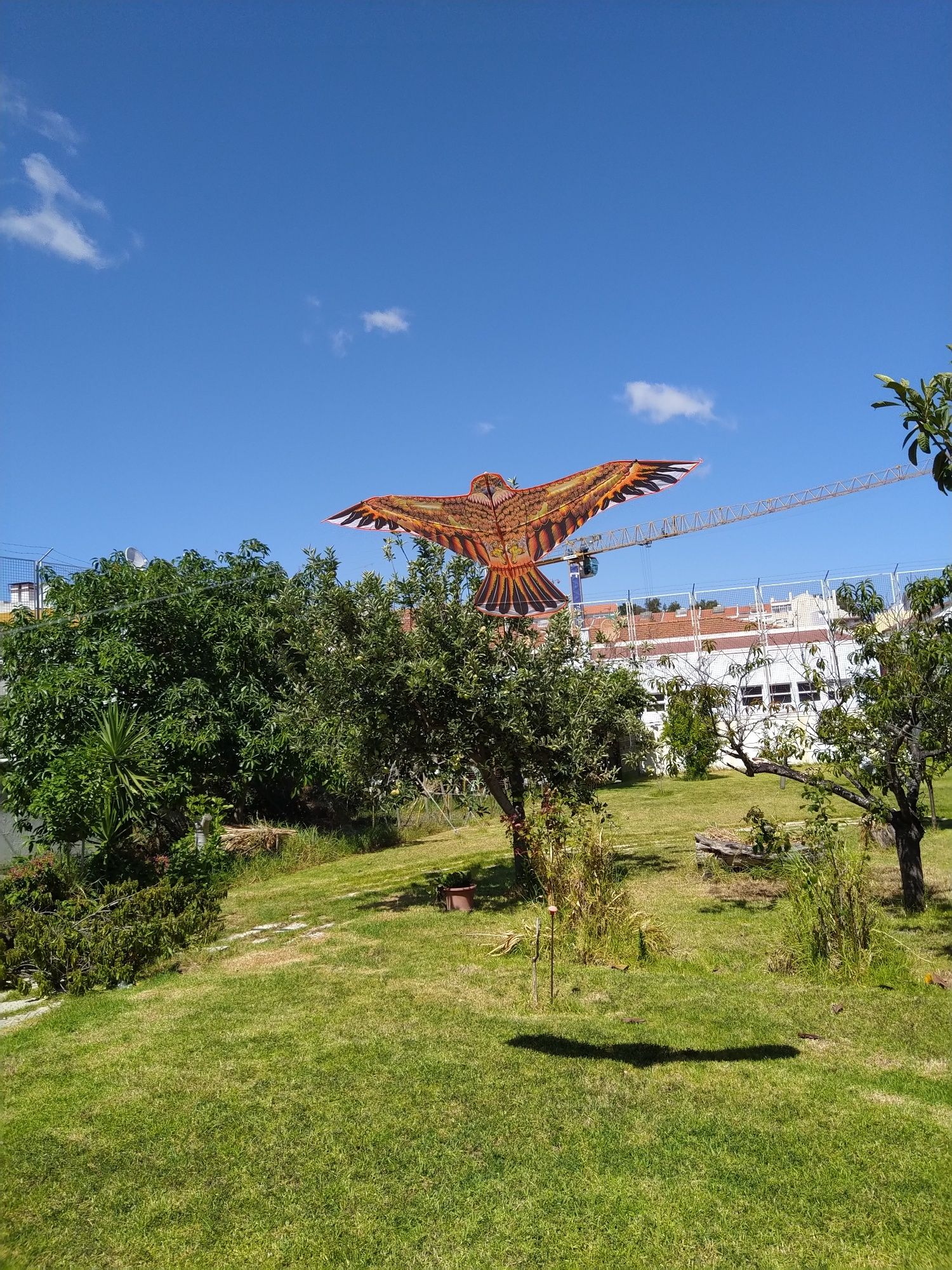 Papagaio Pipa águia para a praia, campo, campismo.