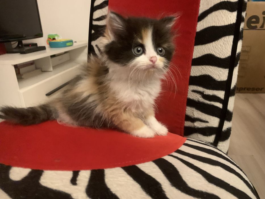 Kotka pół Perska tricolor szylkret