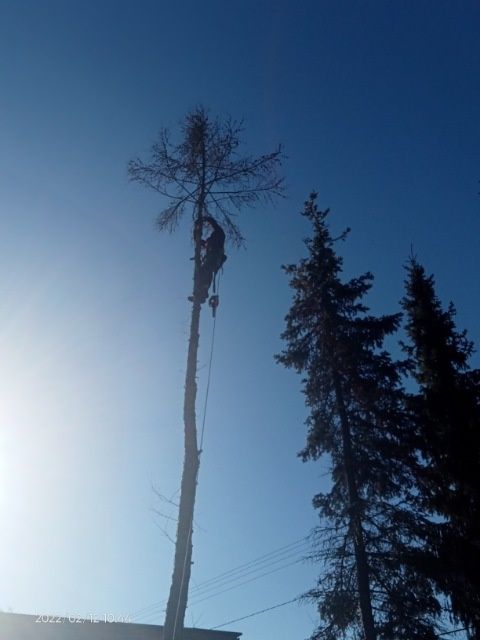 Pilarz arborysta wycinka i pielęgnacja drzew , usuwanie jemioły