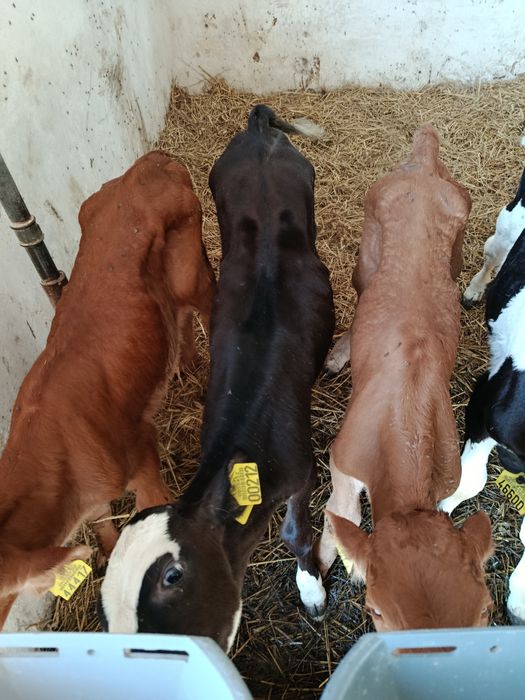 Sprzedam Polskie cielęta