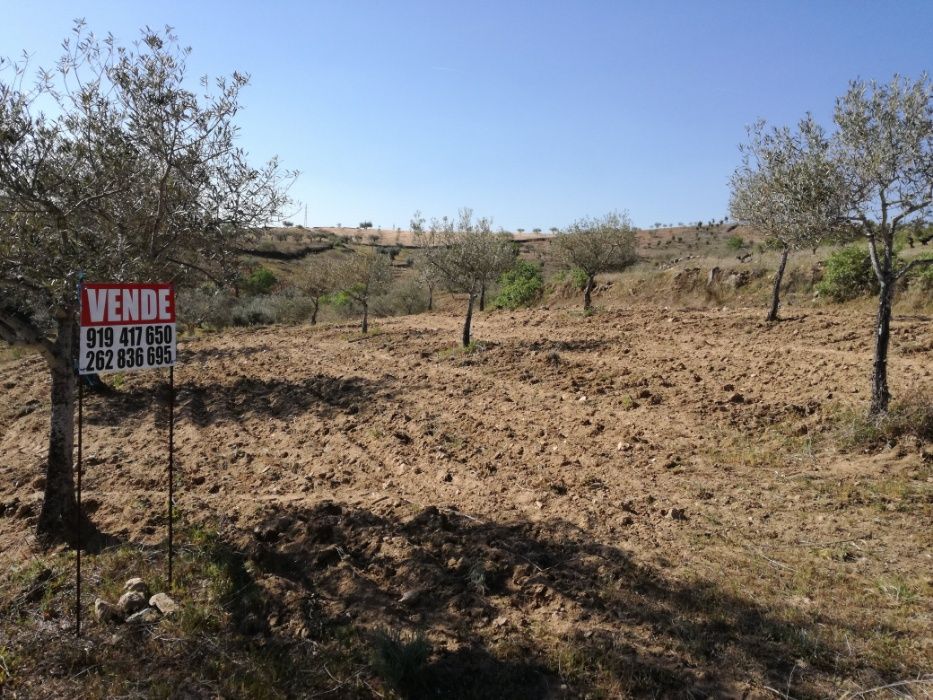 Vendo olival / oliveiras para transplantar, em Sendim Miranda do Douro