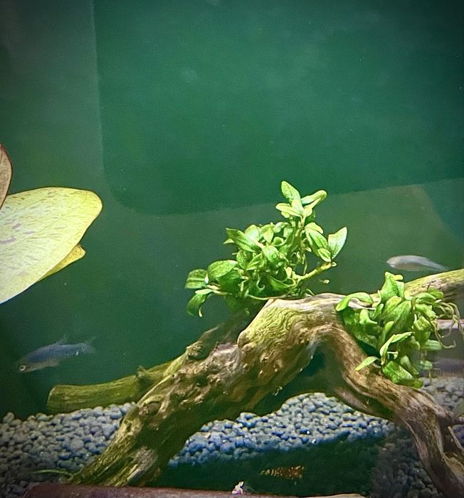 Danio erythromicron zwana również koliberkiem