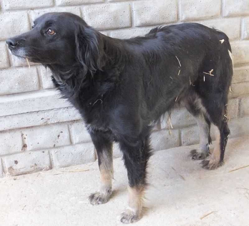 CZUJKA średnia, czarna suka, stróż z charakterem do adopcji