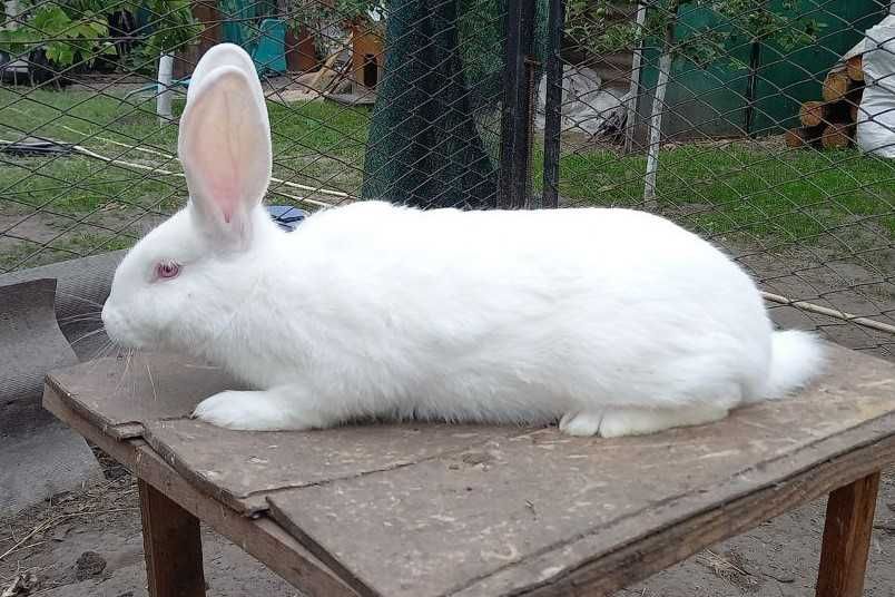 Продам племенні кролики, Термонська Біла