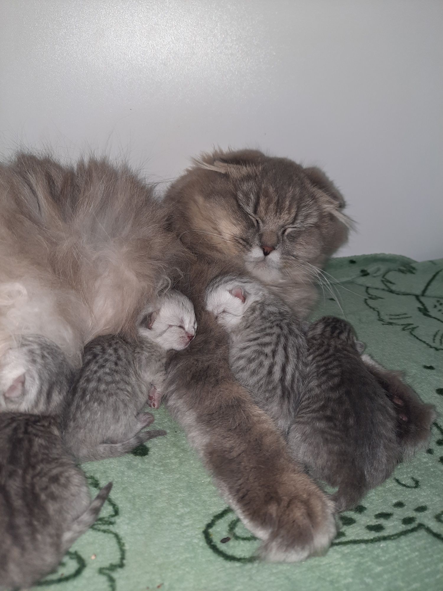 Кошенята  шотландськi,бронь  страйт i фолд.