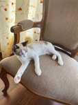 Gatinhos 2meses muito meigos