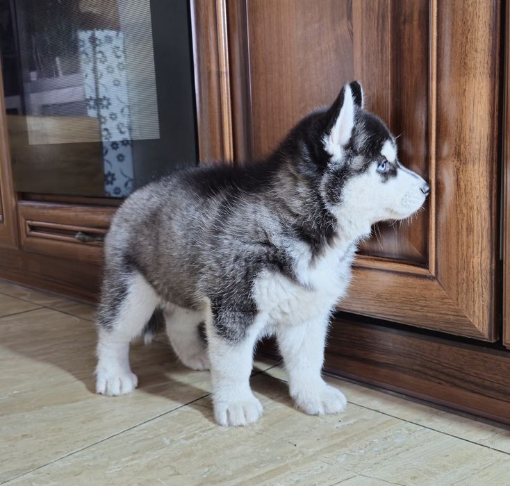 Szczeniak Siberian Husky rodowód ZKwP FCI Champion Puppy Pedigree